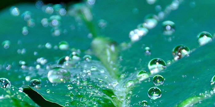rainwater